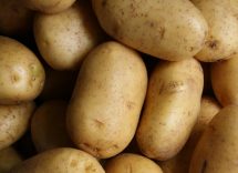 Patate germogliate, ecco se sono commestibili