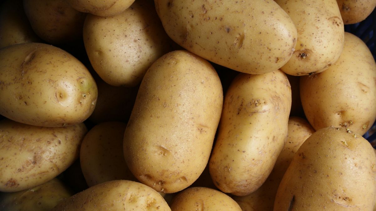 Patate germogliate, ecco se sono commestibili